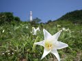 パーシャクラブ　　十五夜流り