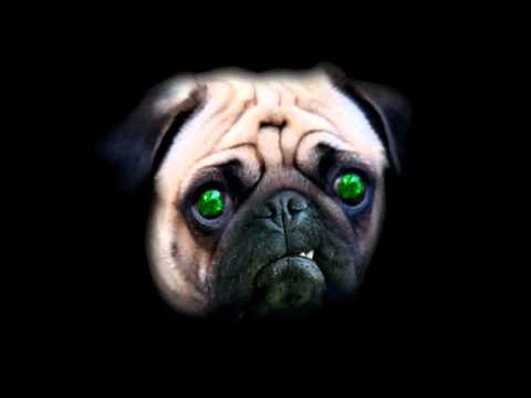 angry pugs the angry pug angry pugs the angry pug