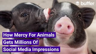 How Mercy For Animals Gets Millions of Weekly Social Media Impressions [Case Study]