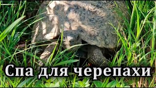 Vlog: Спа Для Черепахи.