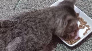 Crying Like A Baby Peg Ni Miming Cat