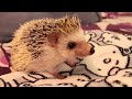 hedgehog