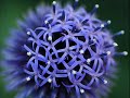 The Most Amazing Beautiful Strange... - For Your Loved Ones ecards - Flowers Greeting Cards The Most Amazing Beautiful Strange... - For Your Loved Ones ecards - Flowers Greeting Cards