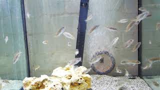 Fish Room Bottom 18 Cube