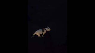 Senior Staffordshire Bull Terrier Shaq, 15 12