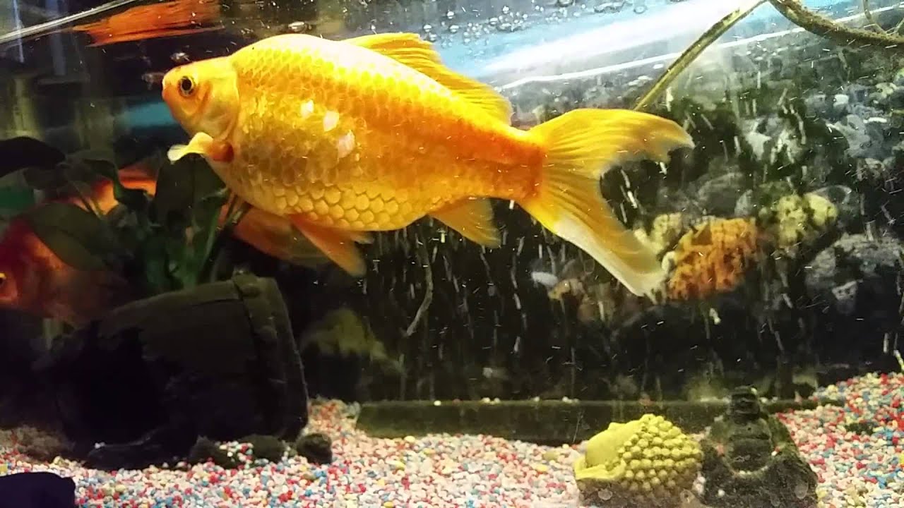 Our giant goldfish in our office YouTube