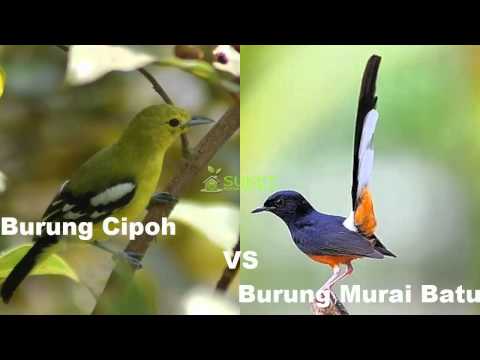 VIDEO : kolaborasi suara burung cipoh burung murai batu - burung kicau,burung kicau,burungkontes,burung kicau,burung kicau,burungkontes,suara burung kicaump3,burung kicau,burung kicau,burungkontes,burung kicau,burung kicau,burungkontes,su ...