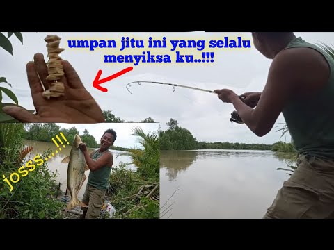 pakai saja umpan jitu ini insyaallah gak akan kecewa...!!