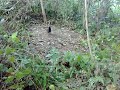 Ayam Pikat Selapis images Ayam Pikat Selapis