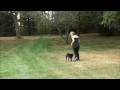 Lady (Labrador Retriever) Puppy Camp Dog Training Video
