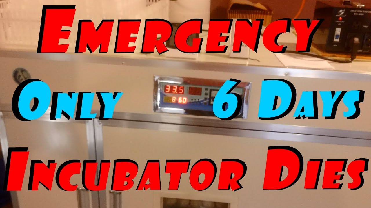 Dezhou Runde Metal Made In China Egg Incubator Dies After 6 Days #10