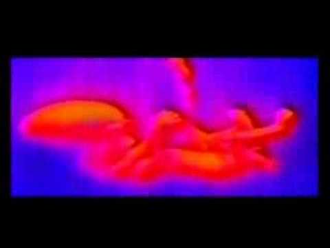 LOW - Sunflower
