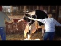 Preschoolers Watch Cow Give Birth images Preschoolers Watch Cow Give Birth
