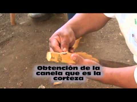 OBTENCION DE LA CANELA.wmv - YouTube OBTENCION DE LA CANELA.wmv - YouTube