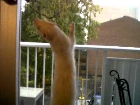 Lemmy the ferret climbing the window