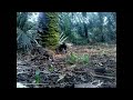 image Ayam Hutan Pikat Betina 26