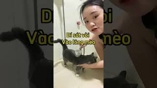 Tắm Cho Mèo Mà Không Bị Cào -Thảo Mèo