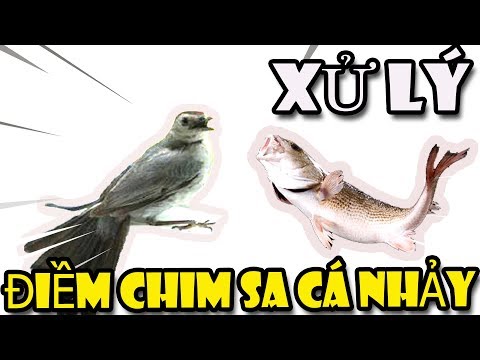 Cách xử lý khi gặp chim sa cá nhảy | Văn Hóng Dân Gian