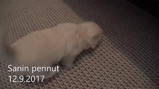 Sanin pennut 12.9.2017 kävelee jo