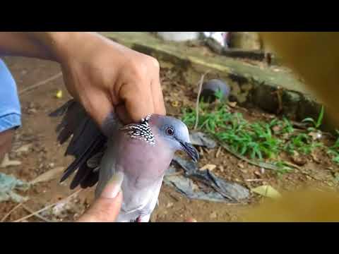 Hướng dẫn chọn chim cu gáy #2
