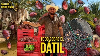 Levantamos 10,000 Toneladas De Dátil Al Año El Dulce Que Mantiene A San Luis Río Colorado Arriba.