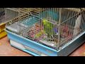 Lovebird will escape from a cage. Pentax Optio E80 1280x720 movie