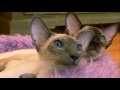 Cats 101    Animal Planet - Siamese ** High Quality **