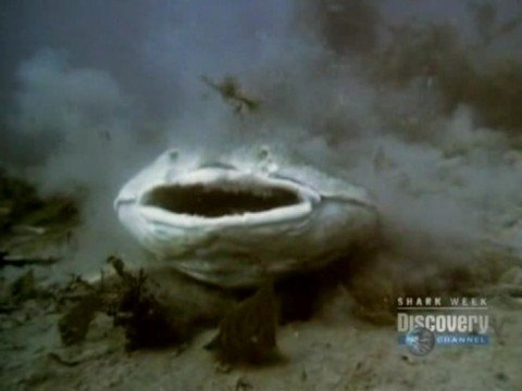 Horn Shark Vs Angel Shark, benthicsharks.ca - YouTube