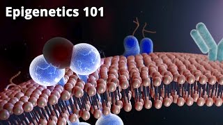 Epigenetics 101 - Dr. Bruce Lipton, Phd