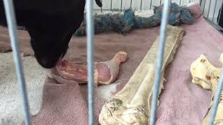 Heideterrier X Patterdale Terrier Battlecross Of Friend Eating Barf Raw Chicken B.a.r.f. Fell3