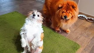 😍Очень смешные собаки. Ася и Руша. Very funny dogs. Asya and Rush.