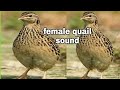 female quail sound // 2021// new female batair sound ||Sardar sajjad khan official