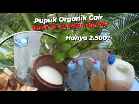 Pupuk Organik Cair dari Air Cucian Beras‼️Modal 2500 bisa untuk Berbulan-bulan!