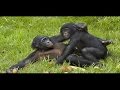 Top 10 Monkey Mating - Funny Animals Mating Compilation 2016 Top 10 Monkey Mating - Funny Animals Mating Compilation 2016