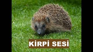 KİRPİ SESİ