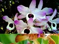 Glorious Orchids - Floral Wishes ecards - Flowers Greeting Cards