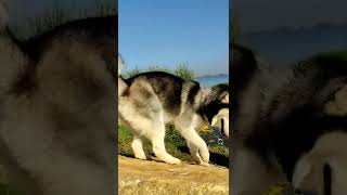 Cute Husky Oso