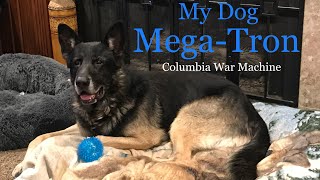 My Dog Mega-Tron  German Shepherd               Columbia War Machine