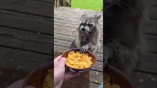 Do Racs Like Cornflakes?