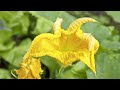 Watch: Ludwig Van Beethoven - Violin Concerto D Major Opus - ( ) Rondo. Allegro Ludwig Van Beethoven - Violin Concerto D Major Opus - ( ) Rondo. Allegro