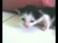 Timmy Habis Mandi images Timmy Habis Mandi
