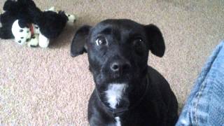 Patterdale Millie