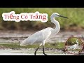 Tiếng Cò Trắng Kêu Gọi Bầy, dùng để bẫy