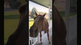 HELLO From The Outside. Funny Horse #shorts