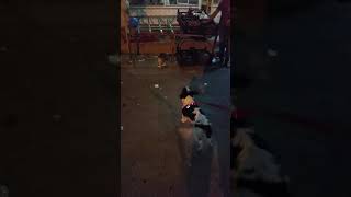 Köpeği Korkutan Kedi
