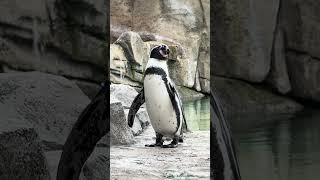 Humbolt Penguin Calling