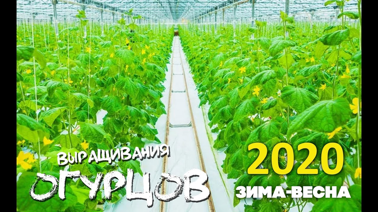 Посадка огурцов на рассаду для теплиц 330 Посадка огурцов на рассаду для теплиц 234