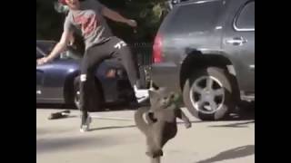 Amazing Dancing Cat