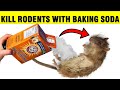 How To Kill Mice & Rats (RODENTS) with Baking Soda