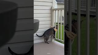 Naughty Cat